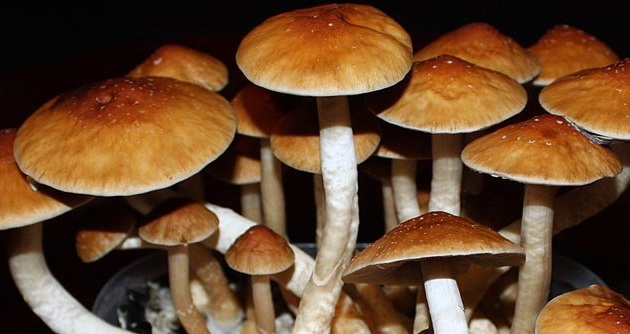 Psilocybe cubensis mushrooms photographed by Mädi